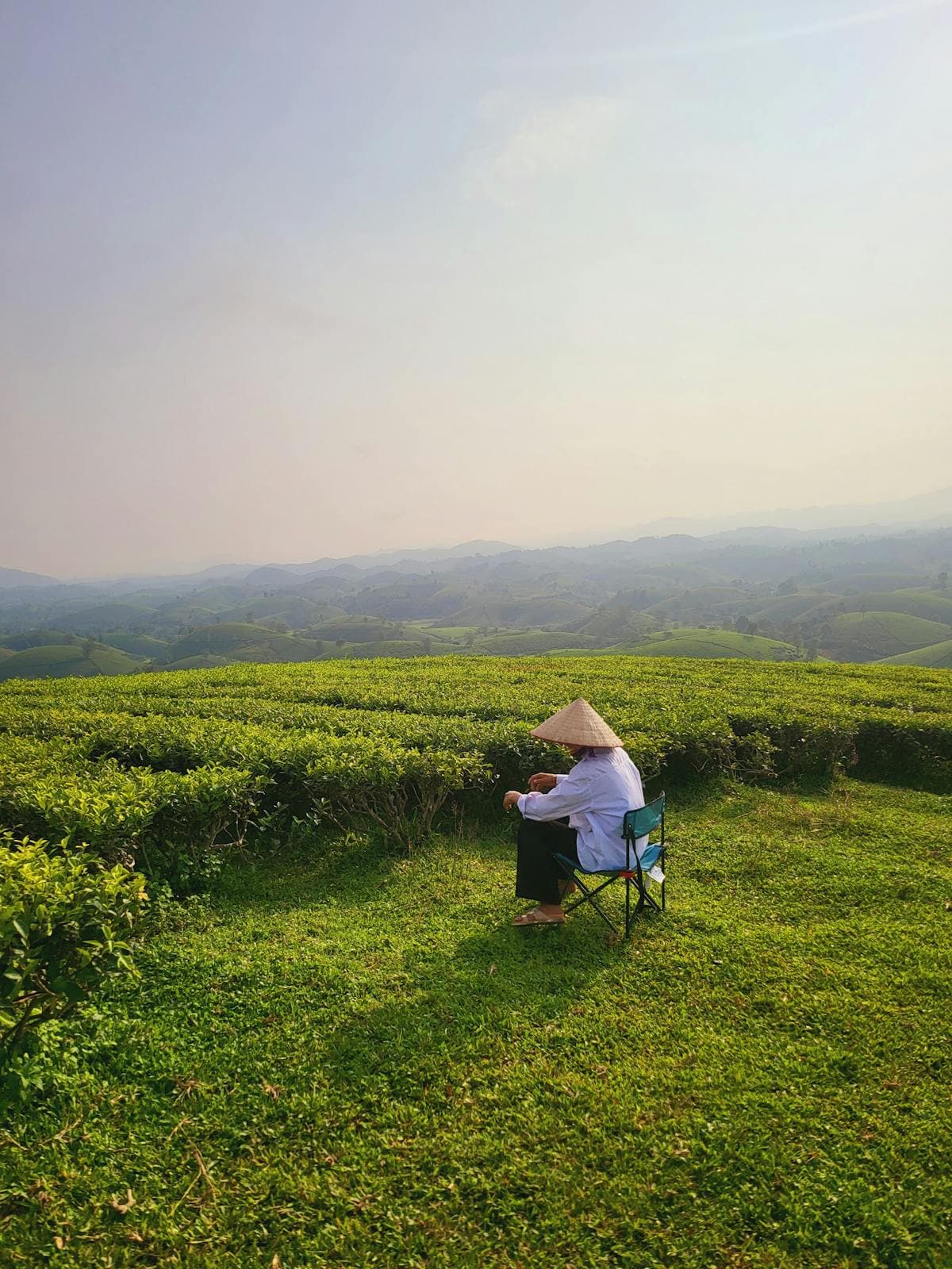 Đồi chè Cầu Đất