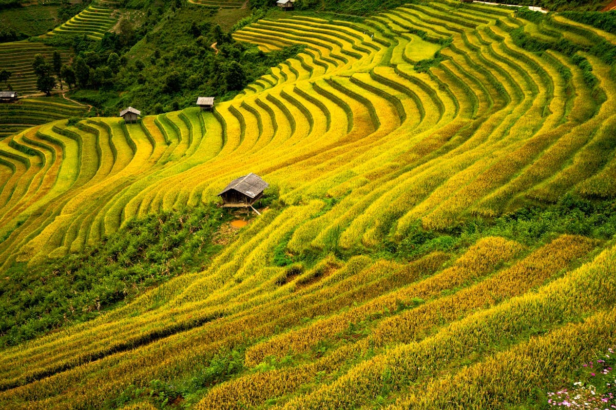 Ruộng bậc thang vàng óng mùa lúa chín