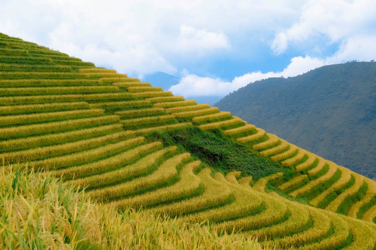 Ruộng bậc thang xanh mướt tại Sapa